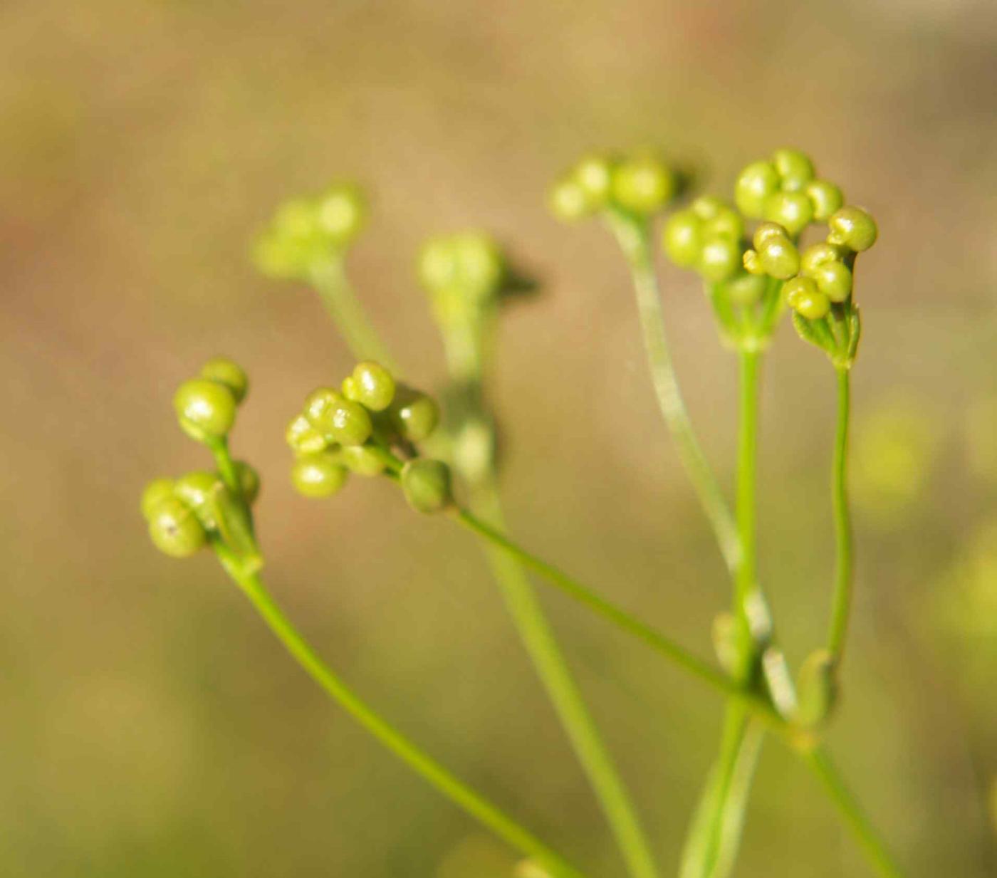 Woodruff, Dyer's fruit